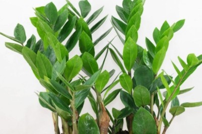 Cây Kim Tiền - Đặc điểm, Ý nghĩa và Cách chăm sóc Cây Kim Tiền