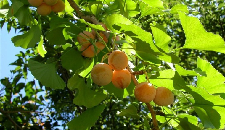 Cây bạch quả, Ginkgo biloba, công dụng và tác dụng