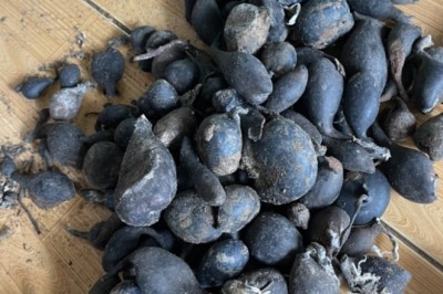 Sâm Ô Linh, Nấm ô Linh (Xylaria nigripes)