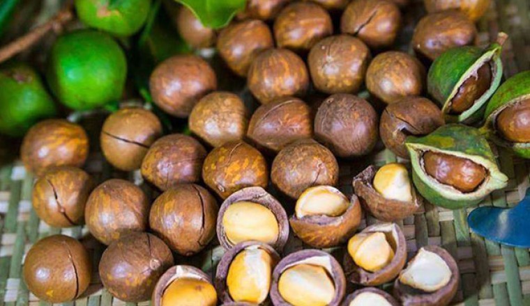 Dự án trồng macca ì ạch sau 5 năm