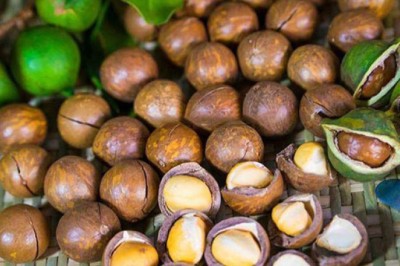 Dự án trồng macca ì ạch sau 5 năm