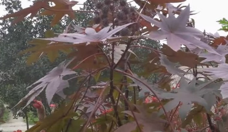 Thầu dầu - cây thoát nghèo