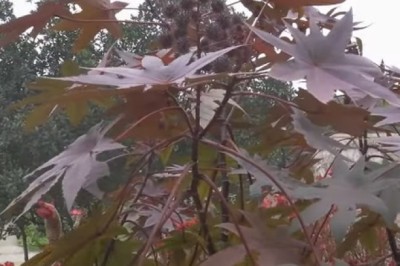 Thầu dầu - cây thoát nghèo