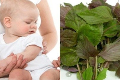 Thảo dược và bài thuốc hỗ trợ trị sốt do adenovirus ở trẻ