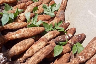 Nấm ngọc cẩu không phải ai cũng dùng được