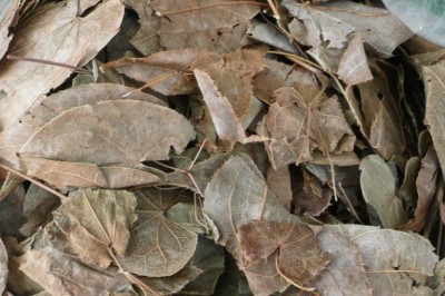 Dâm hương hoắc chuyên trị liệt dương