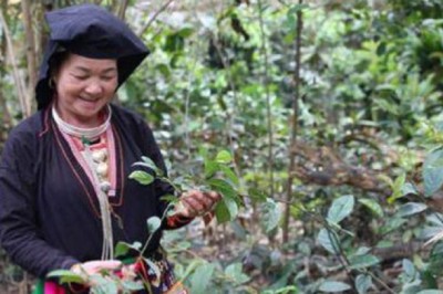 Gìn giữ kho báu thuốc Nam của người Dao ở chân núi Tản Viên