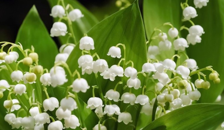 Hoa Linh Lan trắng: Ý nghĩa, hình ảnh, cách trồng, chăm sóc tại nhà