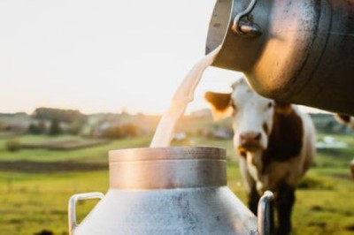 Vì sao sữa tổng hợp sẽ là thực phẩm tương lai?