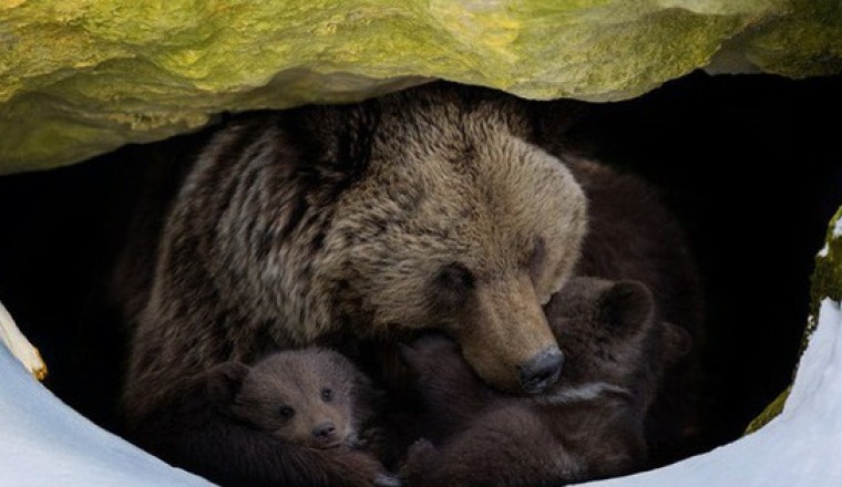 Làm thế nào mà động vật ngủ đông biết khi nào chúng cần thức dậy?