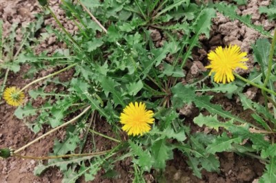 Một số thông tin về tác dụng hữu ích của cây bồ công anh trong chăn nuôi gia cầm hiện nay