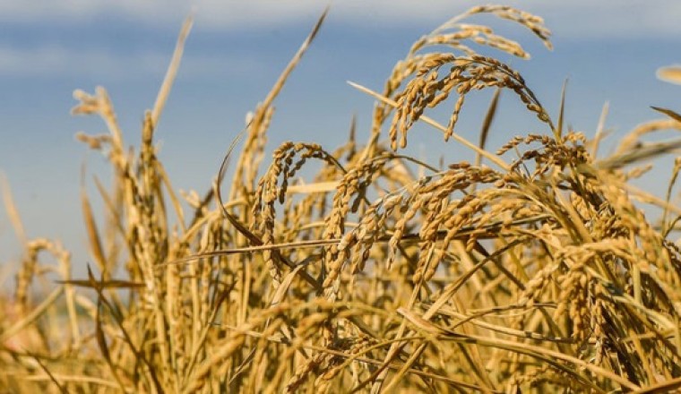 Giống lúa mới cho thu hoạch nhiều năm, không cần gieo hạt lại