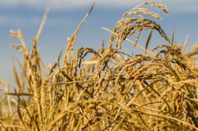 Giống lúa mới cho thu hoạch nhiều năm, không cần gieo hạt lại