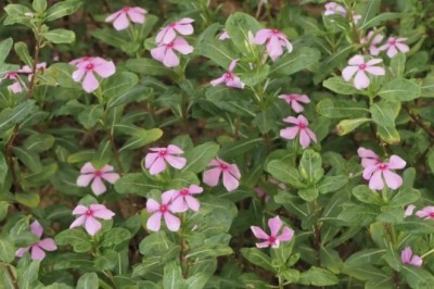 Cây Dừa cạn (Catharanthus roseus (L.) G. Don, Vinca rosea L.)