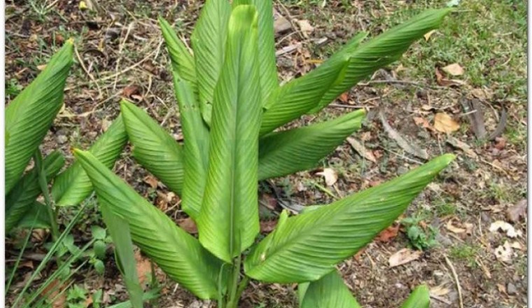 Cây nghệ vàng (Curcuma longa L)