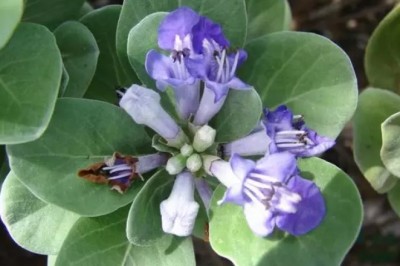 Cây Bình Linh Xoan (Vi-tex rotundifolia L. f.)