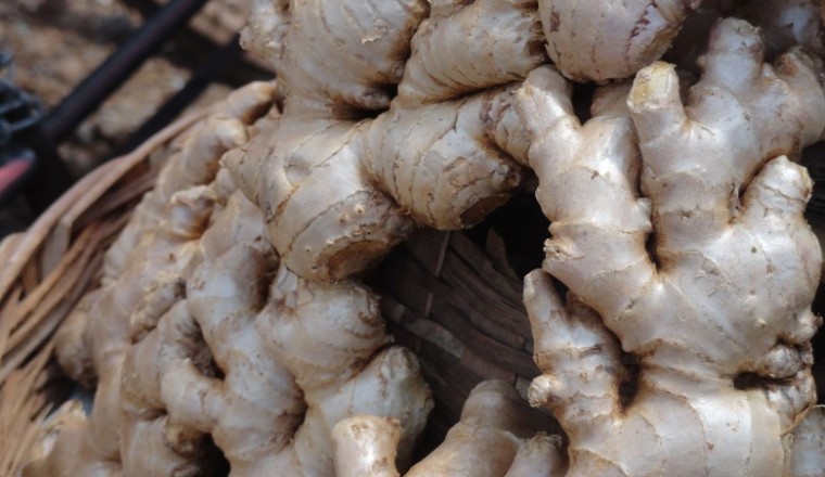 Cây Gừng (Zingiber officinale (Willd.) Roscoe)