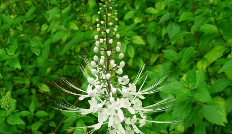 Cây Râu Mèo (Orthosiphon spiralis (Lour.) Merr.)