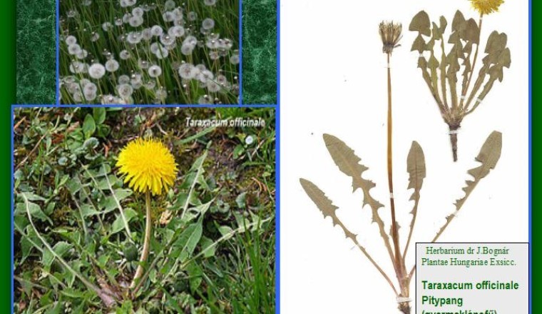 Cây Bồ Công Anh Lùn (Taraxcum officinale F. H. Wigg.)