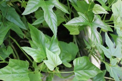 Cây Chìa Vôi (Cissus modeccoides Planch.)