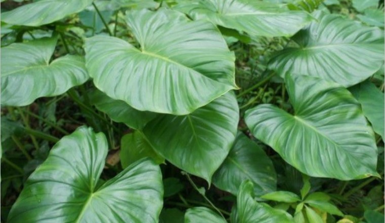Cây Thiên Niên Kiện (Homalomena occulta (Lour.) Schott.)