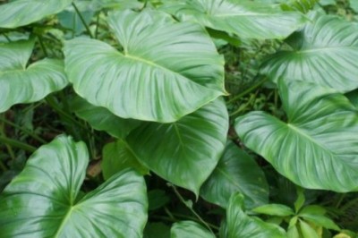 Cây Thiên Niên Kiện (Homalomena occulta (Lour.) Schott.)