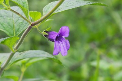 Cây Nhân Trần (Adenosma caerulea R.Br.)