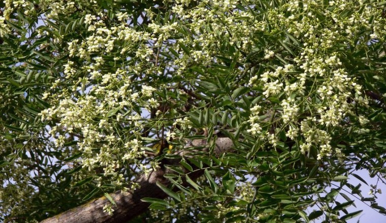 Cây Hòe (Styphnolobium japonicum (L.) Schott.)