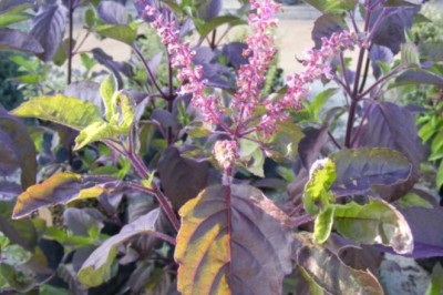 Cây Hương Nhu Tía (Ocimum tenuiflorum L.)