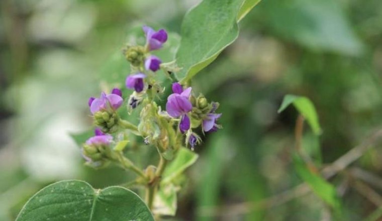 Cây Kim tiền thảo (Desmodium styracifolium (Osb.) Merr.)