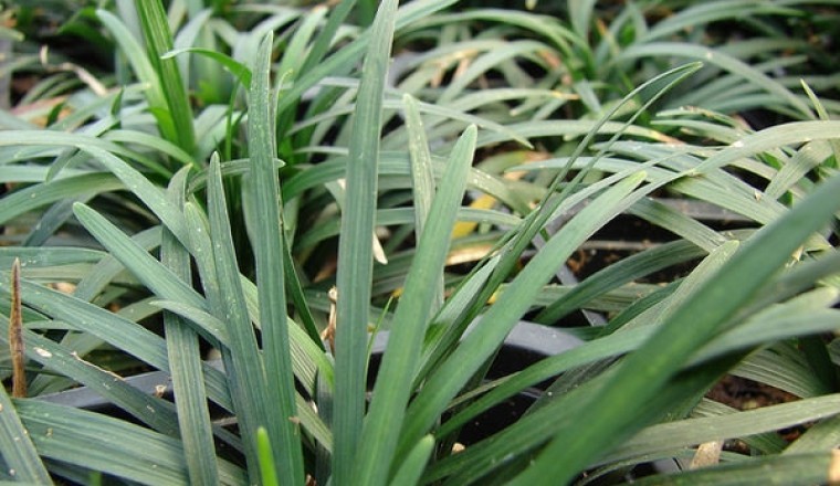 Cây Mạch môn(Ophiopogon japonicus (L.f) Ker- Gawl.)