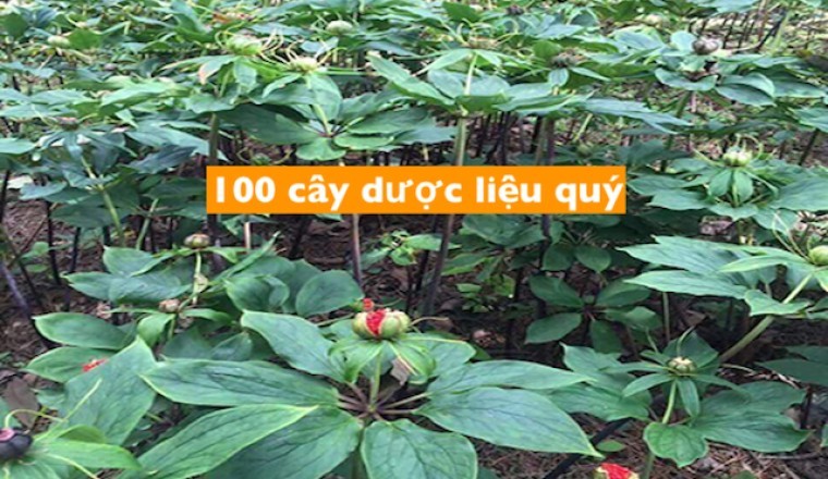 Thông tin chi tiết 100 loại cây dược liệu có giá trị y tế và kinh tế cao để tập trung phát triển
