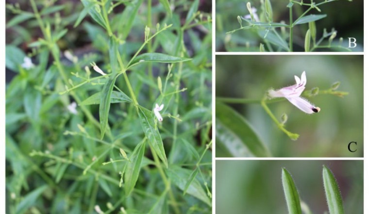 Cây Xuyên Tâm Liên (Andrographis paniculata (Burm.f.) Nees)