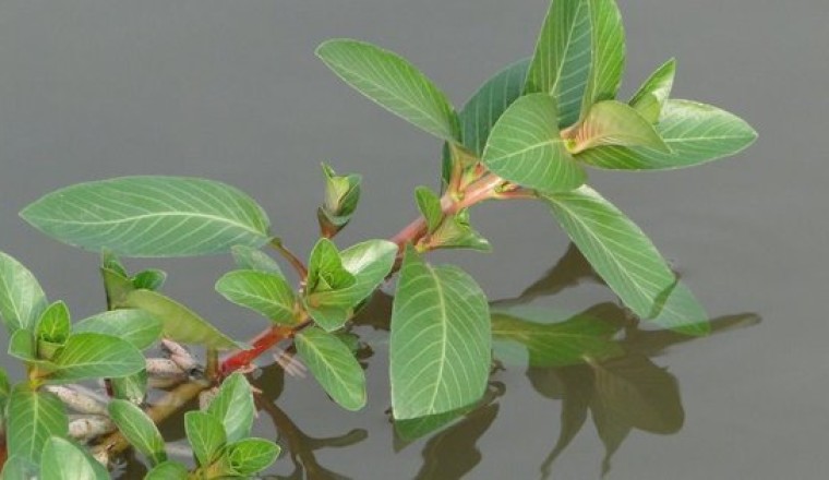 Rau Dừa Nước tưởng không ăn được giờ thành đặc sản cực kỳ bổ dưỡng, muốn mua nhiều khi phải chờ