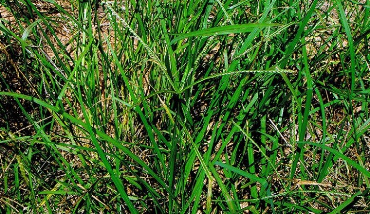 Cây Cỏ Mần Trầu (Eleusine indica (L.) Gaertn.)