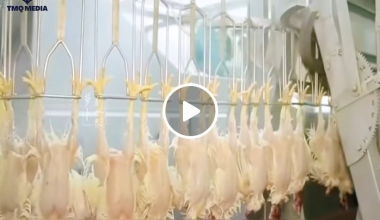 Ăn gà công nghiệp có tốt không