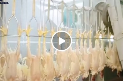 Ăn gà công nghiệp có tốt không