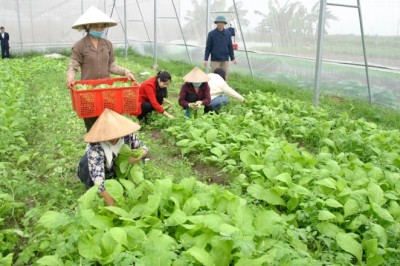 Ba bước cải tạo đất trồng rau hiệu quả