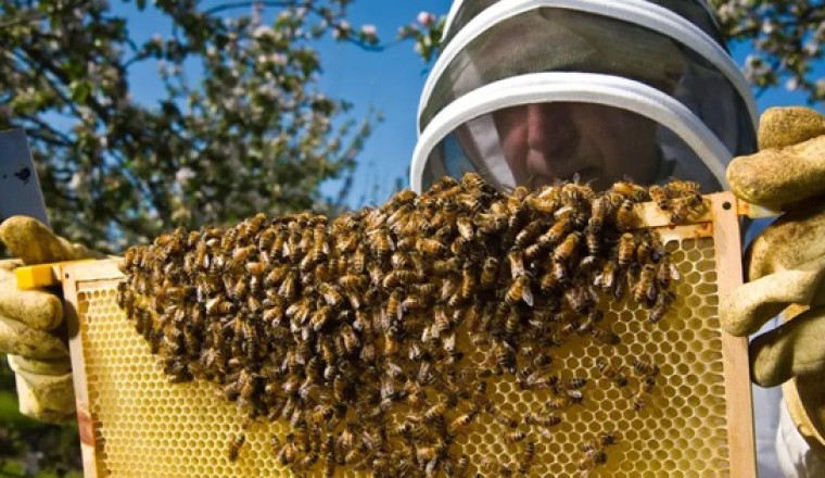 Vì sao ong lại liên quan đến sự tồn vong của loài người?