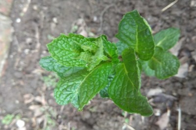 Bạc Hà, tô bạc hà, nam bạc hà, dạ tửu hoa (Metha hapocalyx Brig)