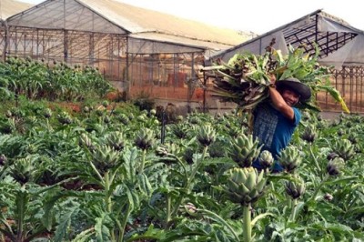 Một số loại cây dược liệu giàu tiềm năng phát triển tại Lâm Đồng