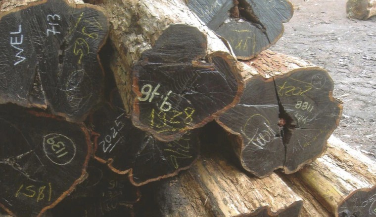 Gỗ đen châu Phi, một trong những loại gỗ đắt đỏ nhất trên thế giới