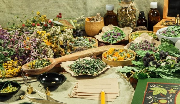 Kiến thức cách sử dụng dược liệu, dược liệu quý an toàn, hiệu quả, khoa học