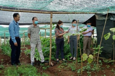 Tạo hành lang pháp lý để bảo tồn và phát triển dược liệu