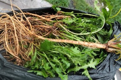 Bồ Công Anh còn gọi bồ công anh thấp và nhiều tên khác