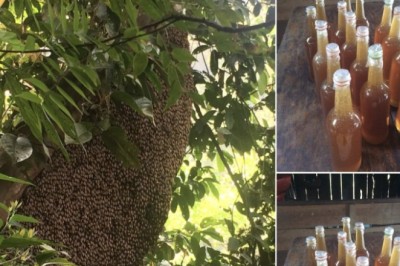 4 dấu hiệu cho thấy mật ong 100% nguyên chất