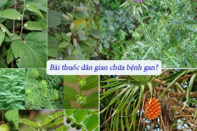 Các bài thuốc dân gian chữa bệnh gan