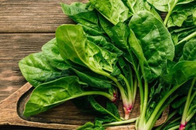 Hàng trăm người ÚC bị ngộ độc do ăn rau chân vịt