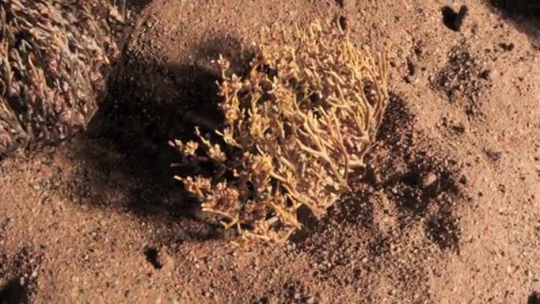 Biện pháp tránh thai bằng thảo dược kỳ lạ ở sa mạc Sahara