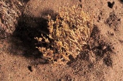 Biện pháp tránh thai bằng thảo dược kỳ lạ ở sa mạc Sahara